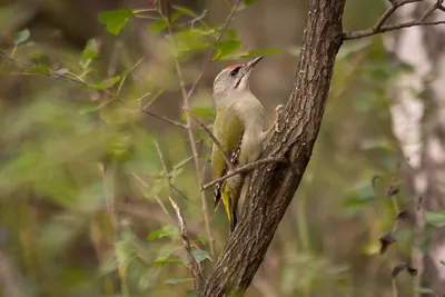 Grey-headed Woodpecker