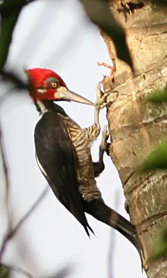 Crimson-crested Woodpecker