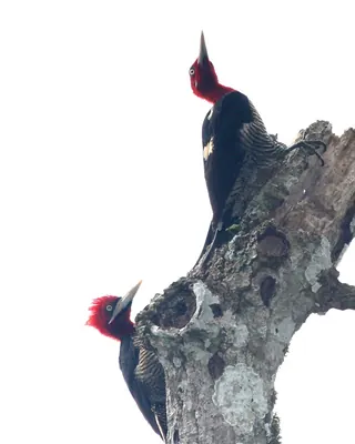 Robust Woodpecker