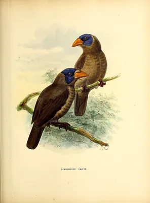 Glatzenbartvogel