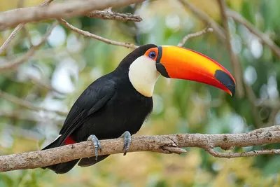 Toucan toco