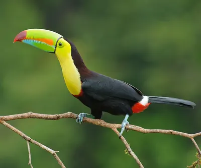Keel-billed Toucan
