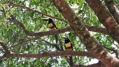 Black-necked Aracari