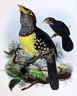 Gelbschnabel-Bartvogel