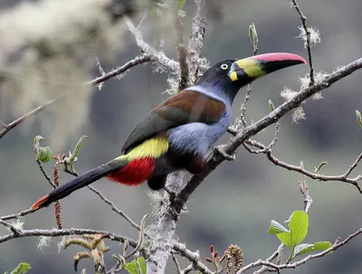 Gray-breasted Mountain-toucan