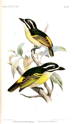 Yellow-throated Tinkerbird