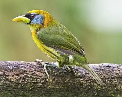 Red-headed Barbet