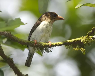 Bornean Brown Barbet