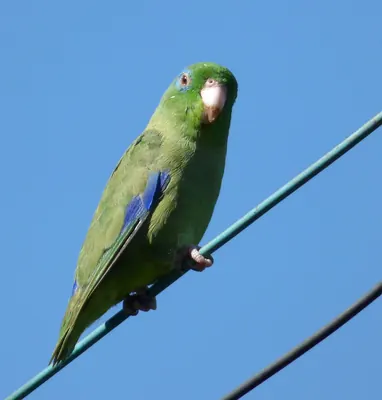 Spectacled Parrotlet
