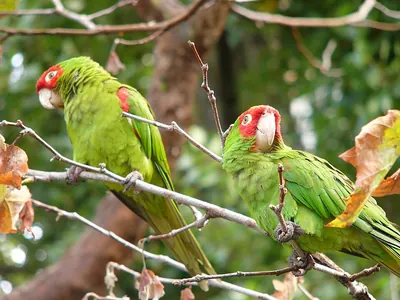 Loro cabeja roja