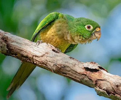 Aztec Parakeet