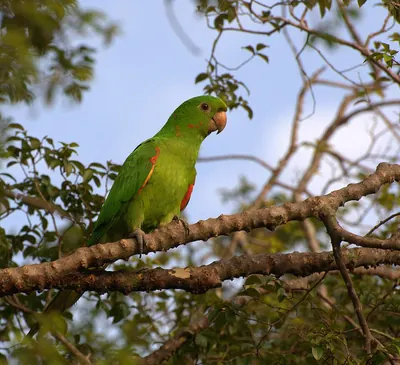 Aratinga leucophthalma