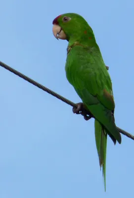 Scarlet-fronted Parakeet