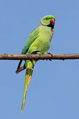 Rose-ringed Parakeet