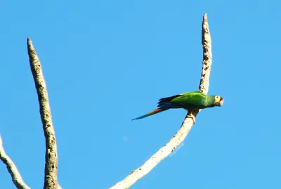 Blue-winged macaw