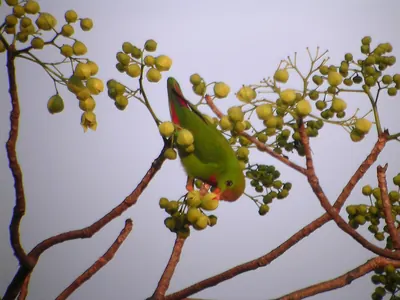 Philippine Hanging-parrot