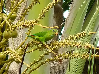 Vernal Hanging-Parrot