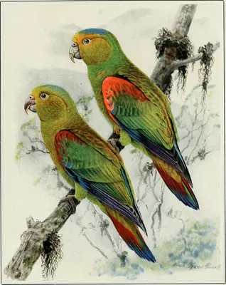 Fuertes’s parrot