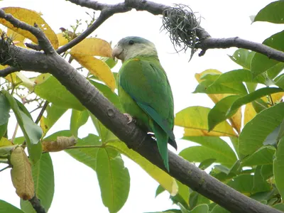 Gray-cheeked Parakeet