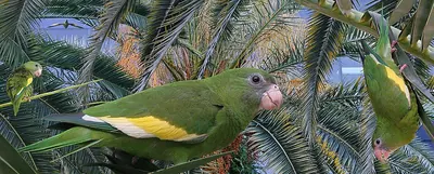 Catita versicolor