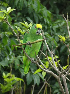 Yellow-crowned Amazon