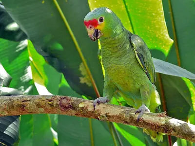Red-lored Amazon