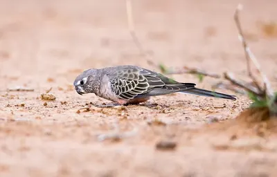 Bourke's Parrot