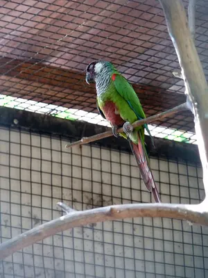 White-eared Parakeet