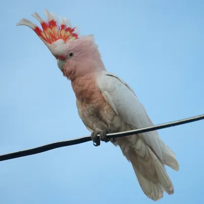 Pink Cockatoo