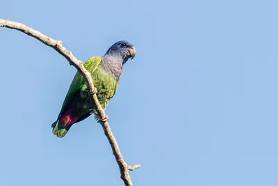 Blue-headed Parrot