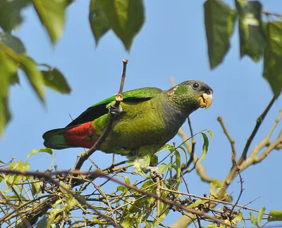 Scaly-headed Parrot