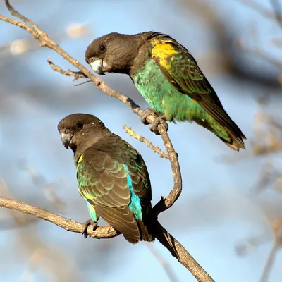 Meyer's Parrot