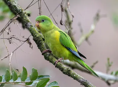Mountain Parakeet