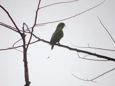 Blue-crowned Racket-tail