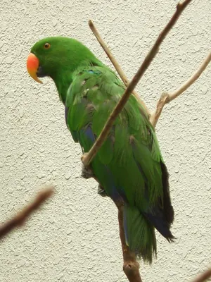 Loro ecléctico