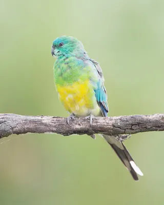 Red-rumped Parrot