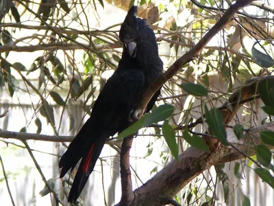 Glossy Black-Cockatoo