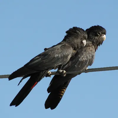 Red-tailed Black Cockatoo