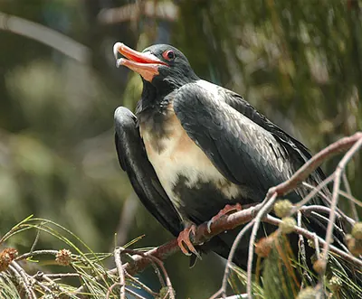 Lesser Frigatebird