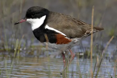 Red-kneed Dotterel