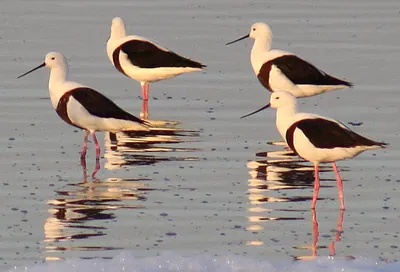 Banded Stilt