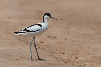 Pied Avocet