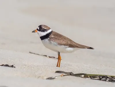 Semipalmated Plover