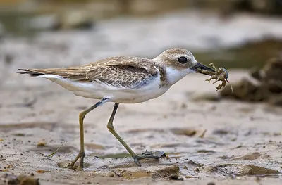 Greater Sand Plover