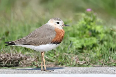 Oriental Dotterel