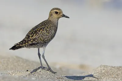Pacific Golden Plover