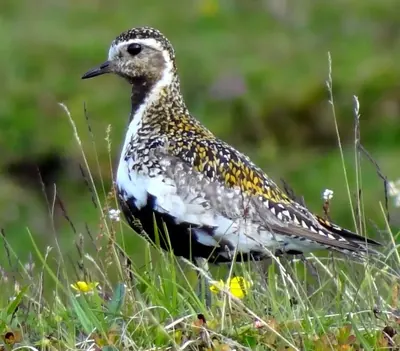 European Golden Plover