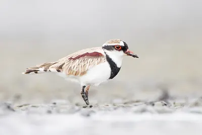 Black-fronted Dotterel