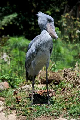 Whale-headed Stork