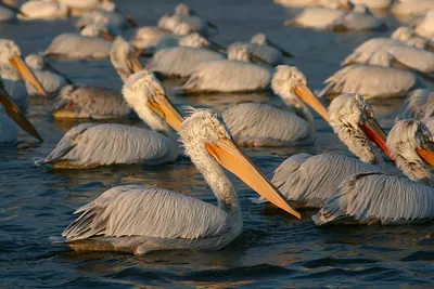 Dalmatian Pelican